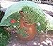 Frost Protek Medium Plant Cover for Containers -Drawstring Close -Garden Fabric for Protection and Insulation -32