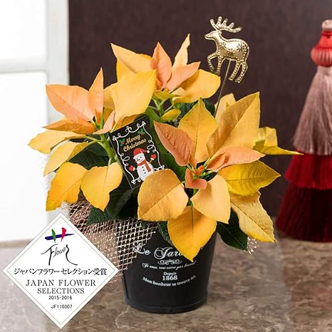 Amazon ポインセチア ゴールドポインセチア フラワーセレクション受賞 鉢植え 花 クリスマス ギフト プレゼント イイハナ ドットコム 観葉植物 オンライン通販