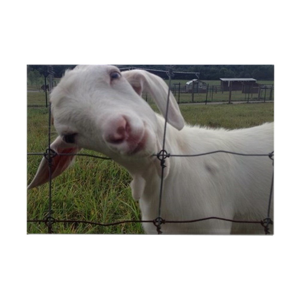 The 10 Best Goat Refrigerator Magnets