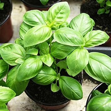 Seedscare Basil Italian Herb Seeds (50 Seeds)