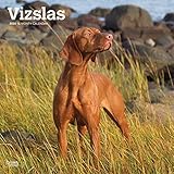 Vizslas 2020 12 x 12 Inch Monthly Square Wall Calendar, Animals Dog Breeds by 