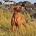 Vizslas 2020 12 x 12 Inch Monthly Square Wall Calendar, Animals Dog Breeds by 