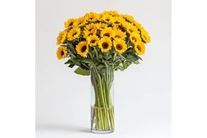 GlobalRose 50 Fresh Cut Yellow Sunflowers - Beautiful Sunbright Blooms - Fresh Flowers Bouquet for Delivery