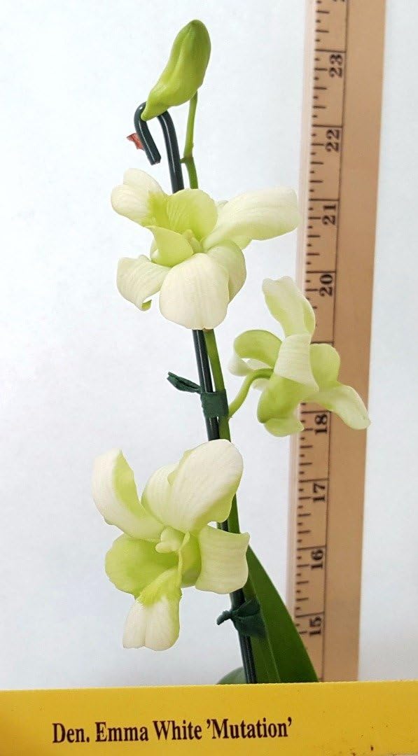 BIN Dendrobium Emma White 'Mutation' 4'' Pot S574