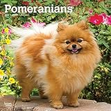 Pomeranians 2020 12 x 12 Inch Monthly Square Wall Calendar, Animals Small Dog Breeds by 