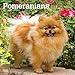 Pomeranians 2020 12 x 12 Inch Monthly Square Wall Calendar, Animals Small Dog Breeds by 