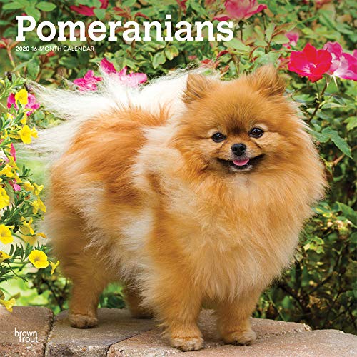 Pomeranians 2020 12 x 12 Inch Monthly Square Wall Calendar, Animals Small Dog Breeds by 