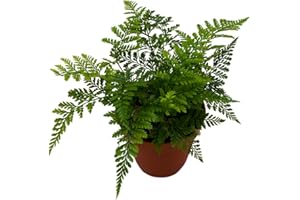 BubbleBlooms Rabbit's Foot Fern in a 4 inch Pot with Furry Roots Like a Deer's Foot Davallia canariensis fejeensis