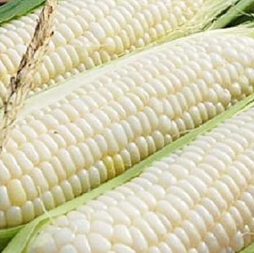 Sweet Corn Seeds Silver Queen Vegetable Garden Planting