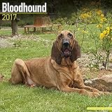 Bloodhound Calendar 2017 - Dog Breed Calendar - Wall Calendar 2016-2017