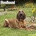 Bloodhound Calendar 2017 - Dog Breed Calendar - Wall Calendar 2016-2017