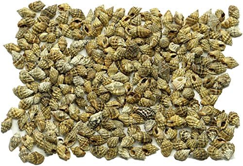Quality Selected Seashells - Approx 940 pcs shells - Horrid Nassa/ Nassarius Horridus for Seashell Vases, Seashell Boxes, Seashell Frames, Seashell Jewelry Making &amp; Mini Garden Miniture