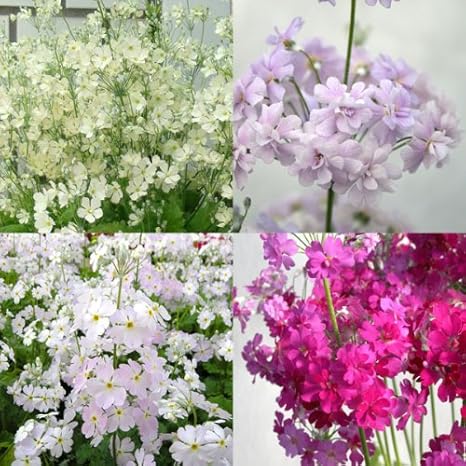 Amazon Co Jp サクラソウ プリムラ ウインティーサクラ4種セット ホーム キッチン