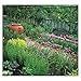 Herb Gardens 2018 Wall Calendar: Recipes & Herbal Folklore