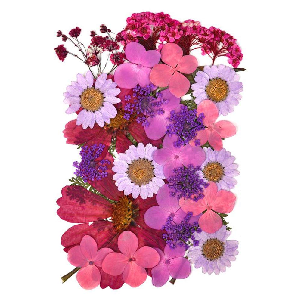 Natural Dried Flowers for Scrapbooking Craft Pressed Flower Decorations Mixed Five Styles for DIY Art Floral Decorations (Purple)