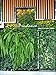 Prudance 36 Pockets Vertical Hanging Wall Garden Planter Grow Bags, Wall Mount Planter Grow Pockets for Flowers,Vegetables,Patio Wall Decor(40 in x 40 in),Green