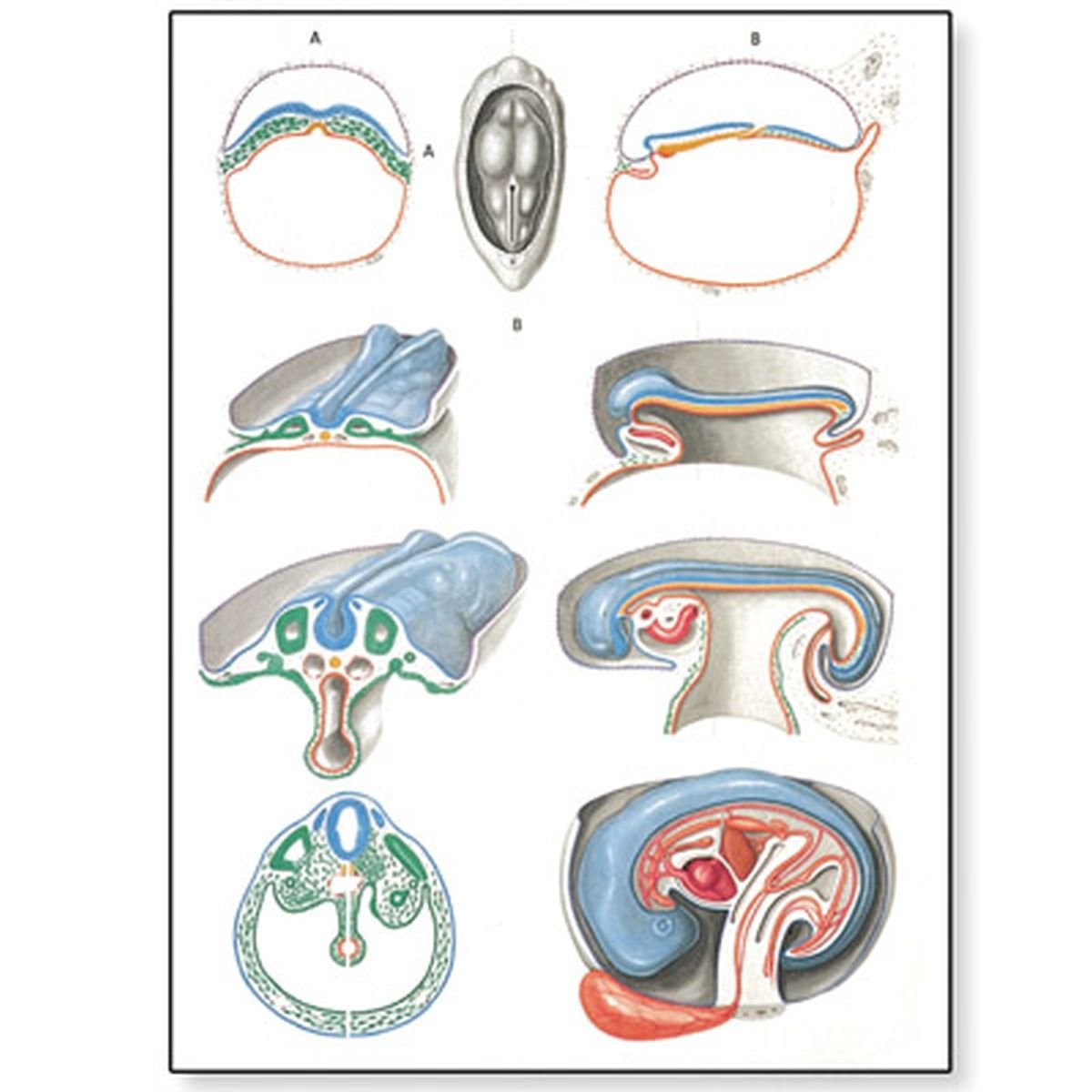 3B Scientific Human Anatomy - Embryology Ii Chart with wooden rods