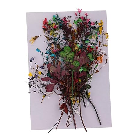 FLAMEER 14 Stücke Sortierte Farbe Echte Getrocknete Gepresste Blumen DIY Geprägte Fotorahmen Handytasche Material