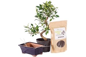 Brussel's Bonsai Live Golden Gate Ficus Bonsai Tree Kit - Medium Indoor Bonsai Ficus Tree - Bonsai Kit with Ceramic Bonsai Pot and Bonsai Soil