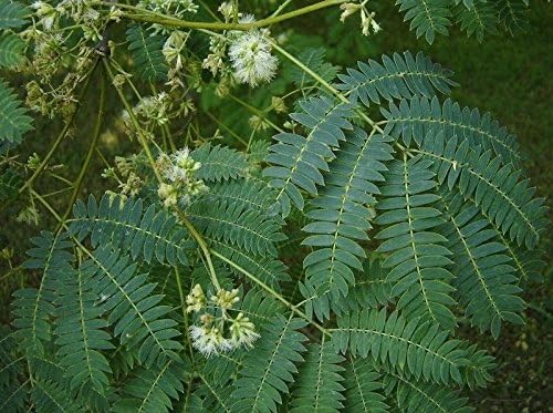 Amazon Com 10 Semillas Enterolobium Contortisiliquum Pacara Earpod Hermoso Arbol Jardin Y Exteriores