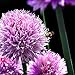 Chives - Hardy Perennial - Easy to Grow! - 3