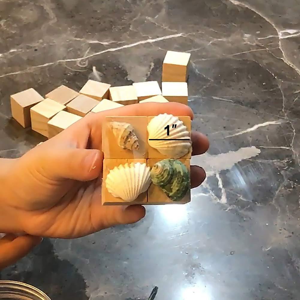 LoveInUSA Sea Shell Assortment, Sea Shells with Jar Mixed Natural Beach Decorative Seashells for DIY Home Gifts Crafting 50~70 PCS Valentine\'s Day Gifts