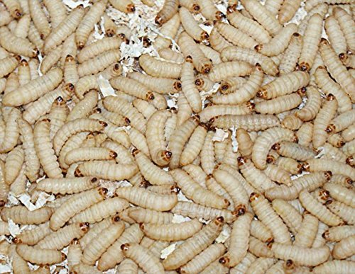 Feeders & more 1kg Bienenmaden, Wachsmaden Angelköder Futtertiere **MEGADEAL** lebend & frisch
