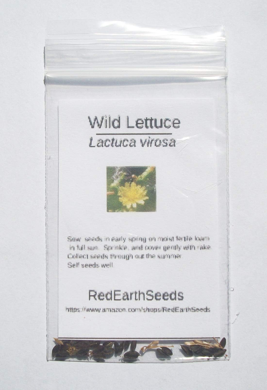 Wild Lettuce/Lactuca virosa - 50 Seeds (Organically Grown)