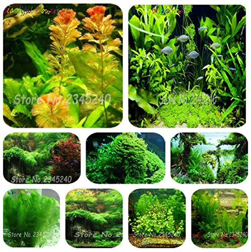 Hot Sale! Aquarium Grass Seeds Water Grasses Random Aquatic Plant Grass Seeds Indoor Beautifying Plant Seeds 500 seeds/pack
