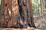 100 Giant Sequoia Tree Seeds, Sequoia Gigantea