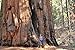 100 Giant Sequoia Tree Seeds, Sequoia Gigantea