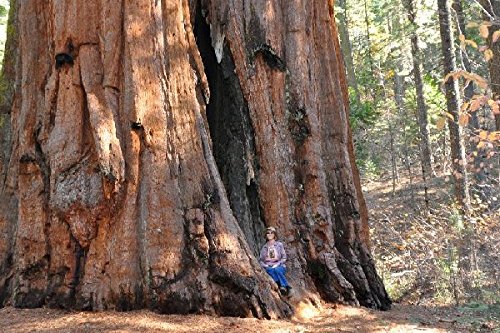 100 Giant Sequoia Tree Seeds, Sequoia Gigantea 100 Giant Sequoia Tree Seeds, Sequoia Gigantea