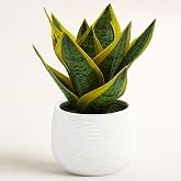 EVERLNESTIO 8" Fake Snake Plant in White Ceramic Pot, Small Faux Plant | Artificial Plants Indoor for Home Decor Small Office