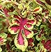 Electric Coral Coleus Seeds 150 Seeds Upc 650327337022 + 1 Free Plant Marker