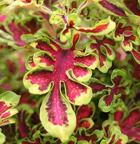Electric Coral Coleus Seeds 150 Seeds Upc 650327337022 + 1 Free Plant Marker Electric Coral Coleus Seeds 150 Seeds Upc 650327337022 + 1 Free Plant Marker