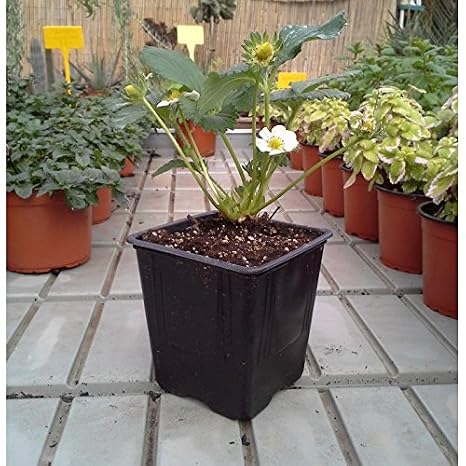 TodoHuertoyJardin - Planta de fresa: Amazon.es: Jardín