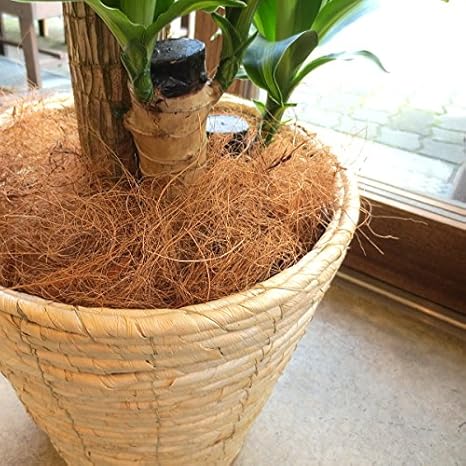 Amazon Co Jp マルチング 鉢土隠し 材ココファイバー ナチュラル 約100g 天然のココヤシ繊維 ココヤシファイバー ホーム キッチン Amazon Co Jp マルチング 鉢土隠し 材ココファイバー ナチュラル 約100g 天然のココヤシ繊維 ココヤシファイバー ホーム キッチン