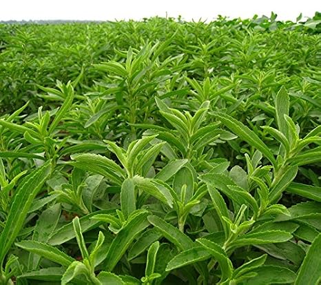 semillas de stevia rebaudiana venta caliente dulces flores en ...