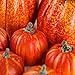 Factory Direct Craft Artificial Pumpkins for Crafts-(7 Pieces) in Classic Orange Colors Pumpkins and Gourds Come in Assorted Sizes for Autumn and Fall Halloween Displays and Decoration