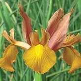 Iris hollandica Autumn Princess - 10 flower bulbs
