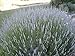 Zziggysgal Dried Lavender Bouquets, 2 per Order, Very Fresh Harvest from California, 15 Inches Tall (California Grosso)