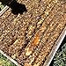 Tasmanian Honey Company Tasmanian | Christmas Bush | 350g | Unfiltered | Raw | Unheated | Hand-Crafted | Product of Australia | Iconic Metal Can |