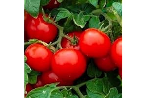 INSTANT LATCH 250 Cherry Tomato Seeds Large | Non-GMO | Fresh Garden Seeds