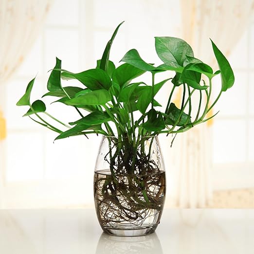 Amazon Com Jyxjjkk Transparent Glass Vase Hydroponic Green