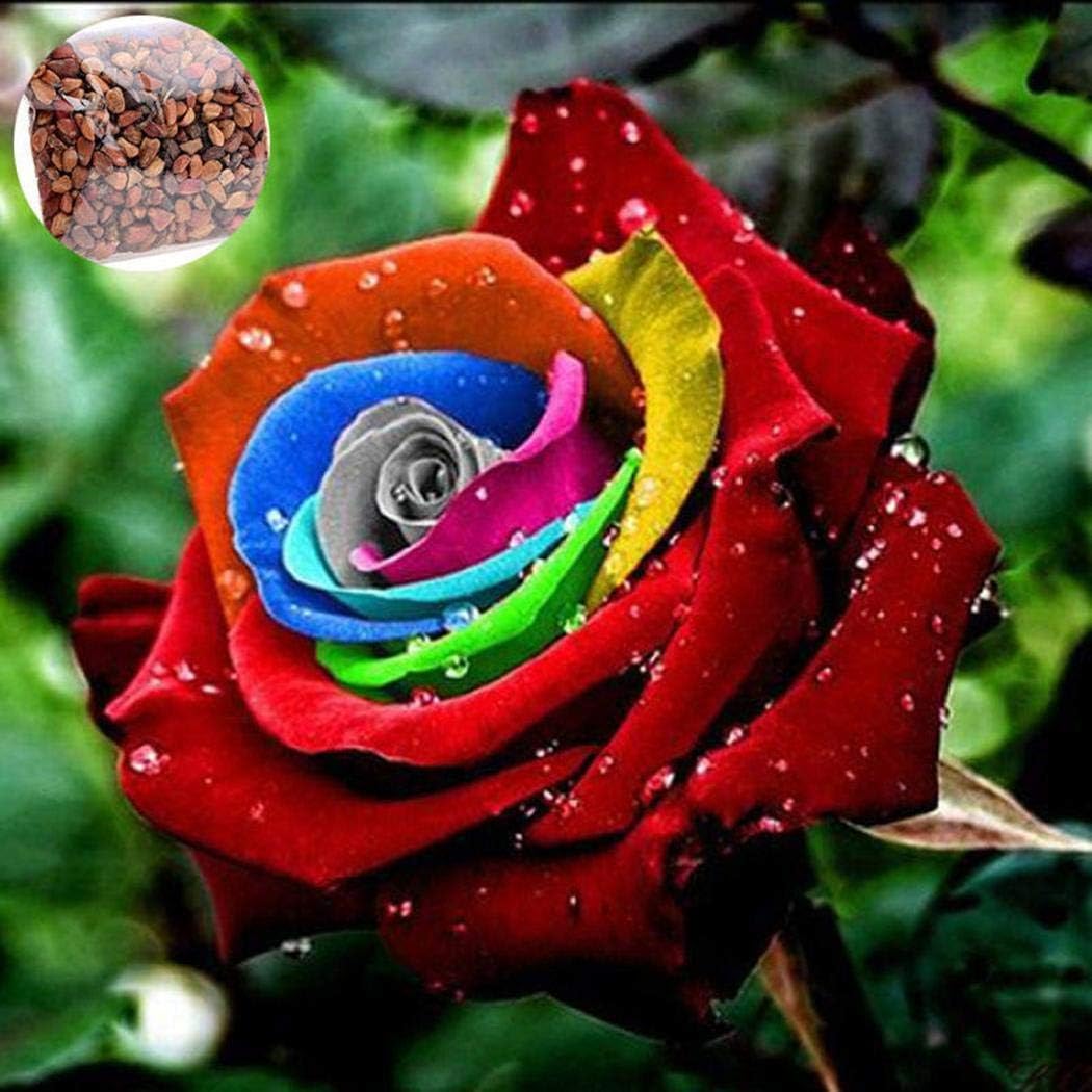 KEPTEI Seed House - 100 pcs Rose Seed Rainbow Rose Seeds