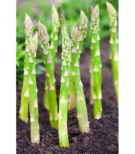 ASPARAGUS 「#1 / モメント」 1-9646-12 アズラボ スライドガラス（ソーダ） 100枚入