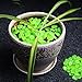Aukora Glow in The Dark Garden Pebbles for Christmas Decorations Outdoor, 200pcs Decorative Stones Aquarium Rocks for Garden Walkway Path Patio Lawn Yard Pot Plants Pool Garden (Green)