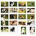 BEST PAPER GREETINGS 40 Pack Puppy Dog Postcards Bulk Set - All Occasion Assorted Blank Post Cards Greeting Bulk Box Set - 4 x 6 Inches Pet Postcards