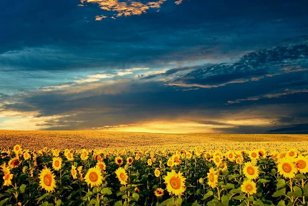 Amazon Co Jp A0 特大 ポスター ひまわり畑雲空闇 壁紙ウォールステッカーポスター A0 11x841mm Generic