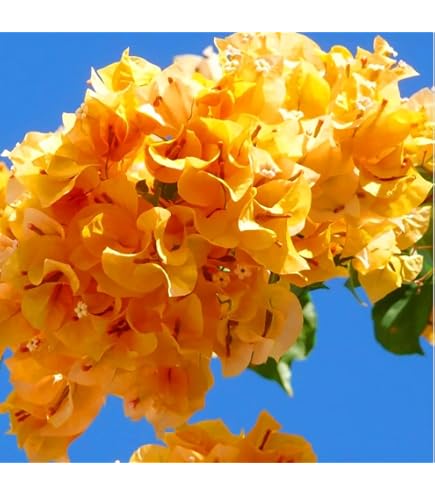 Amazon.com: Generic 100 片九重葛花卉種子藍色: 露臺、草皮與花園